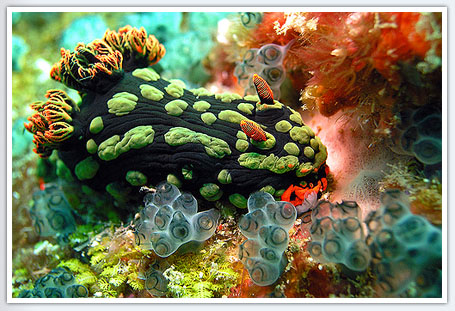 Nembrotha Kubaryana (Polyceridae)